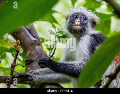 Red Colobus Affen Colombus Pennanti eine leicht näherte sich aber selten Primas in der Jozani Forest Reserve in Zanzibar-Ostafrika Stockfoto