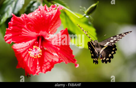 Zitrus Schwalbenschwanz Schmetterling Papilio Demodocus fliegen in der Nähe eine rote Hibiskusblüten - Zanzibar Butterfly Zentrum Jozani Forest Stockfoto