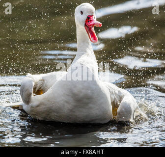 Coscoroba Schwan genießen eine kräftige Badeeinheit an Slimbridge Wildlife und Wetlands Centre UK Stockfoto