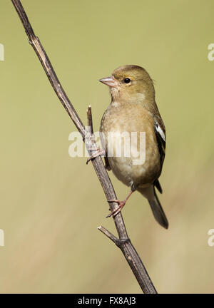 Junge weibliche Buchfink Fringilla Coelebs thront auf einem Ast - Somerset UK Stockfoto