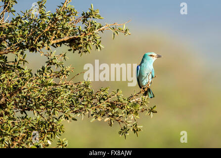 Europäische Rolle Coracias Garrulus im Tsavo Nationalpark in Kenia Stockfoto