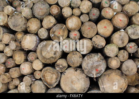 Frisch geschnitten Sie Protokolle gestapelt in den Berg Stadt von Pozza di Fassa, Trentino, Italien Stockfoto