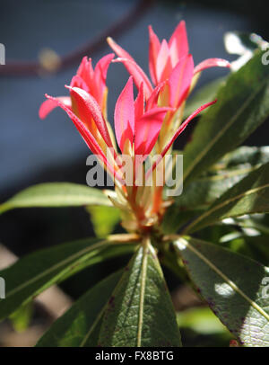 Frische neue Frühling Wachstum von Pieris Japonica, auch bekannt als Flamme des Waldes oder Lilly des Werks Tal. Stockfoto