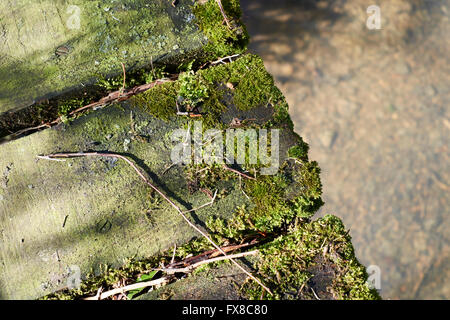 Detail von Moos und Flechten wachsen auf den Hölzern eine öffentliche Fußgängerbrücke. Bedfordshire, UK. Stockfoto