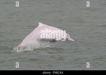 Chinesischer weißer Delphin aus Hong Kong Stockfoto