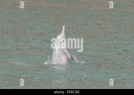 Chinesischer weißer Delphin aus Hong Kong Stockfoto