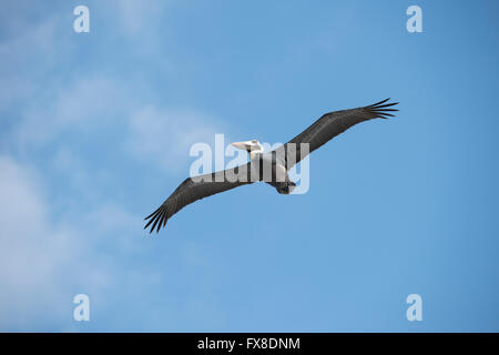 Brauner Pelikan im Flug Stockfoto