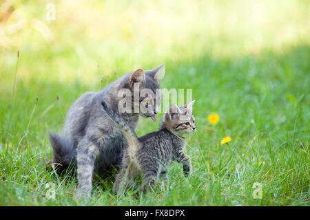 Mutter Katze mit Kätzchen Stockfoto