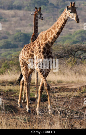 Giraffen im Hluhluwe-Imfolozi-Park in Südafrika am 5. August 2008. Stockfoto
