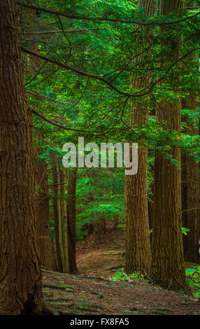 Waldweg Stockfoto