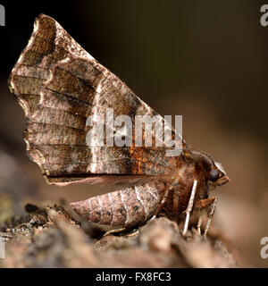 Frühe Dorn Motte (Selenia Dentaria) mit dunklen Flügeln. Motten in der Familie Geometridae, in Ruhe zeigen Muster auf Unterseite Stockfoto