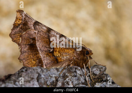 Frühe Dorn Motte (Selenia Dentaria) auf Rinde. Motten in der Familie Geometridae, in Ruhe zeigt Muster auf der Unterseite der Flügel Stockfoto