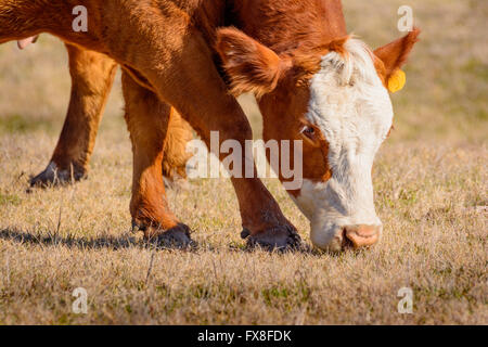 Nahaufnahme von Hereford Kuh Weiden auf trockenen Rasen in einem Feld auf einem hellen Wintermorgen Stockfoto