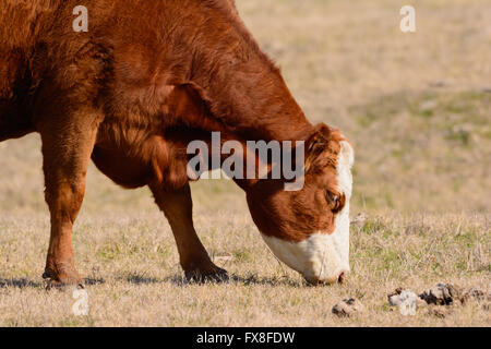 Hereford Kuh Weiden mit Kopf nach unten während nach rechts vor. Heller, sonniger Tag Stockfoto