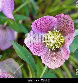 Lila Blume der Helleborus-Hybridus (Weihnachten oder Fastenzeit Rose) Stockfoto