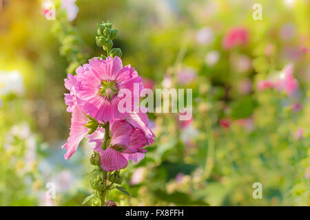 Schöne rosa Stockrose blüht im Garten, Althaia rosea Stockfoto