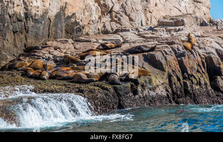 Eine kleine Kolonie von Kalifornien Seelöwen sonnen sich auf den Felsen von Cabo San Lucas. Stockfoto