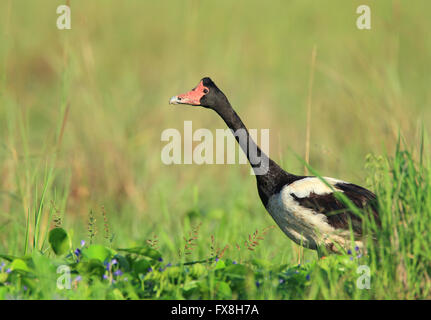 Eine Elster Gans - Anseranas Semipalmata - Nahrungssuche auf den grasbewachsenen Rand einer tropischen australischen Süßwasser-Lagune. Stockfoto