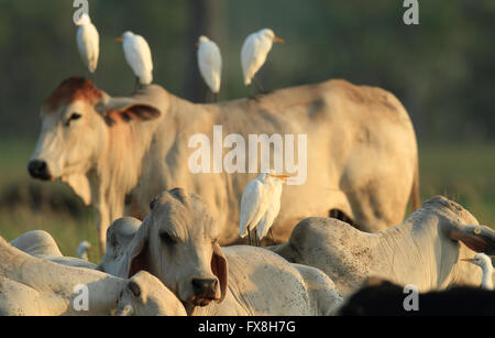 Ein Kuhreiher - Ardea Ibis - stehend auf einer Kuh zurück in einem ländlichen outback Australien Paddock in den frühen Morgenstunden. Stockfoto