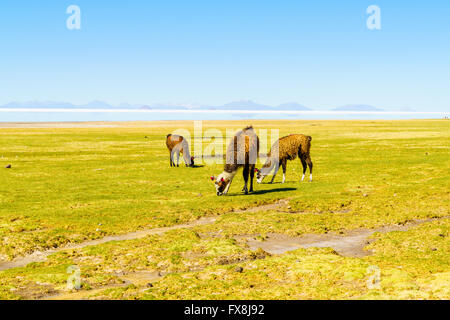 Lamas Weiden im Coqueza Village in Solar De Uyuni, Bolivien Stockfoto