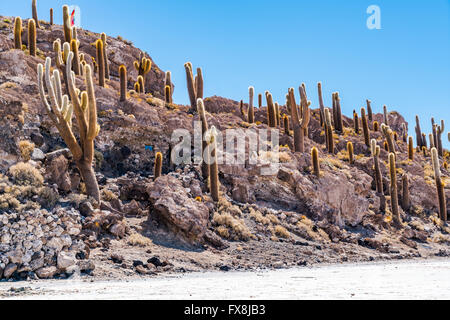Incahuasi Insel in Uyuni Salz-Wüste, Bolivien Stockfoto