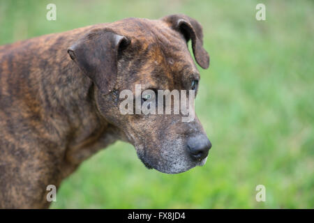 Portrait im Profil eines blinden Hund Rasse pitbull Stockfoto