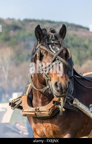 Braune Pferd Closeup portrait Stockfoto