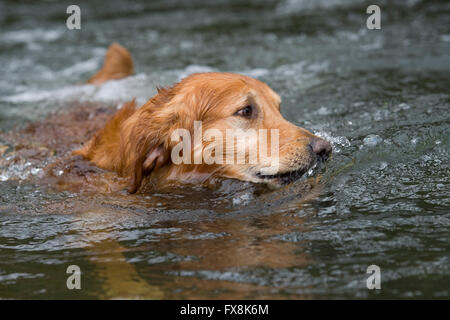 Nasse Golden Retriever Hund schwimmen auf Wasser eines Sees, nur der