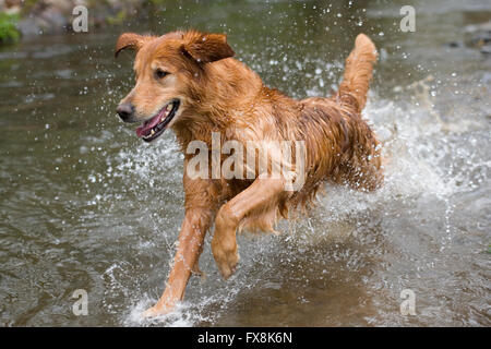 Golden Retriever in einem Fluss läuft Stockfoto