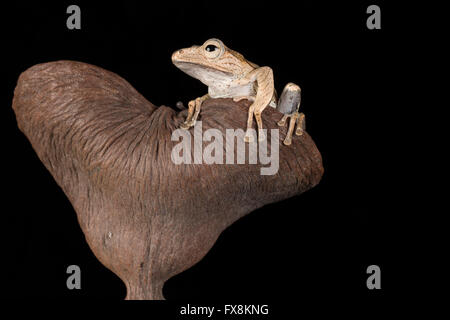 brauner Frosch auf herzförmigen Ast Stockfoto