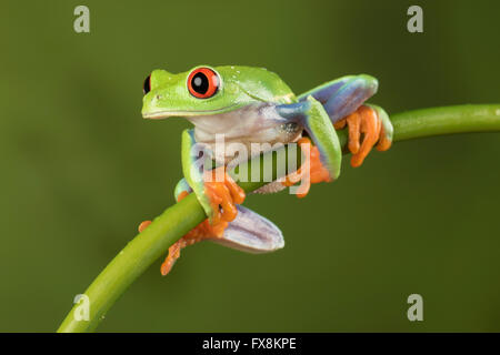 Red Eyed Laubfrosch sitzt auf einem Bambus-Zweig mit grünen Hintergrund - Studio-Bild Stockfoto