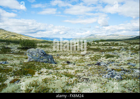 Offene norwegischen Ebene mit kleinen Berg in der Ferne, in kleinen Rasen, weiches Moos, Flechten und ein großer Stein Stein bedeckt Stockfoto