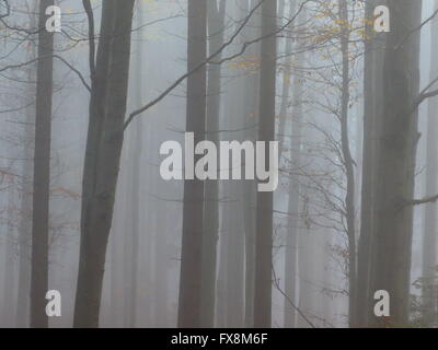 Buchenwald im Morgennebel Stockfoto