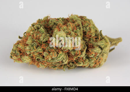 medizinisches Marihuana Knospe isoliert auf weißem Hintergrund, Cannabis-Makro Stockfoto