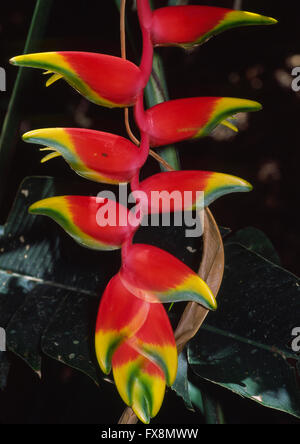 Heliconia Rostrata (auch bekannt als Hanging Lobster Claw oder falsche Bird Of Paradise) ist eine krautige mehrjährige stammt aus Peru Stockfoto