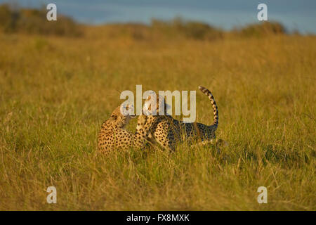 Zwei Geparden, Geschwister oder Zwillinge, spielen im Grasland der Masai Mara in Kenia, Afrika Stockfoto