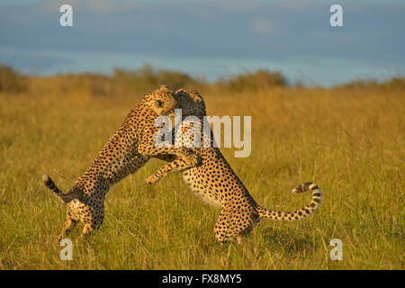 Zwei Geparden, Geschwister oder Zwillinge, spielen im Grasland der Masai Mara in Kenia, Afrika Stockfoto