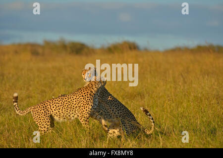 Zwei Geparden, Geschwister oder Zwillinge, spielen im Grasland der Masai Mara in Kenia, Afrika Stockfoto