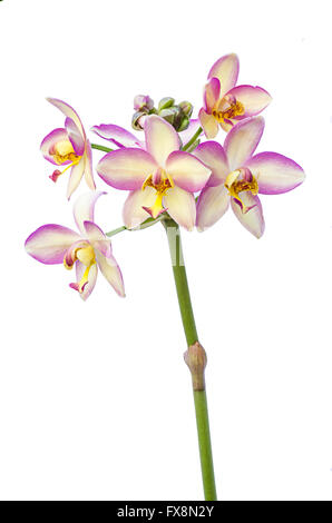 Orchidee blüht isoliert auf weißem Hintergrund Stockfoto