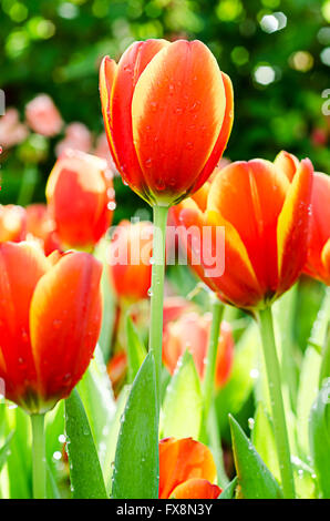 Schöne orange Tulpe. Orange Tulpen im Garten. Stockfoto