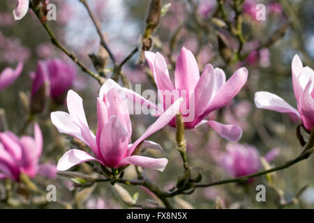 Magnolia 'Caerhays Überraschung' Blumen. Stockfoto