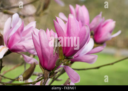 Magnolia 'Caerhays Überraschung' Blumen. Stockfoto