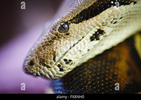 Leiter der Boa Constrictor hautnah Stockfoto