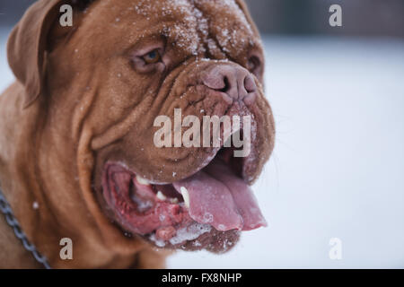 Porträt von Bordeauxdog, ist eine große Hunderasse Bordeauxdogge im winter Stockfoto