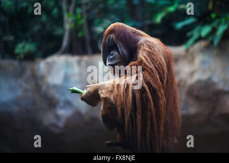 Porträt von Erwachsenen Orang-Utan im Zoo Leipzig Stockfoto