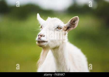 Ein Porträt der Ziege auf grünem Hintergrund Stockfoto