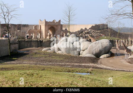 Wildlands Erlebnis-Zoo, Emmen, Niederlande. Affe Tempelruinen im Hintergrund Stockfoto