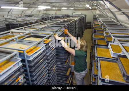 Produktion der großen Skala der essbare Insekten in den Niederlanden Stockfoto