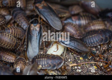 Produktion der großen Skala der essbare Insekten (Schaben Blaptica Dubia) in den Niederlanden Stockfoto