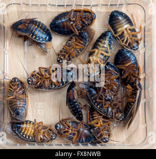 Produktion der großen Skala der essbare Insekten (Schaben Blaptica Dubia) in den Niederlanden Stockfoto